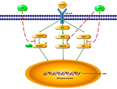 Elabela Attenuates the TGF-β1-Induced Epithelial-Mesenchymal Transition of Peritoneal Mesothelial Cells in Patients Receiving Peritoneal Dialysis